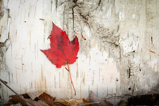Red autumn leaf laying on a downed white, paper birch tree in the forest in New England.