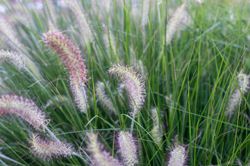 Fototapeta premium flowers in the grass,Fields of grass ,Beautiful picture of Grass field (Setaria verticillata)