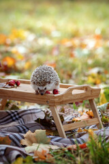 Cute curious hedgehog in the autumn park. Autumn mood. Autumn vegetables and animals. Autumn season