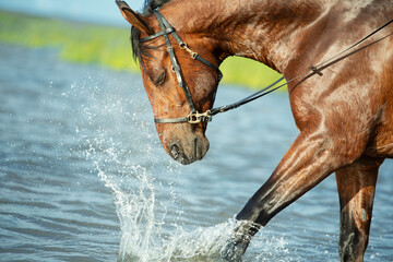 portrait of bay horse  playing and splashing on gulf at sunny evening. close up