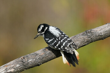 Downy woodpecker female vs Blue Jay on branch near feeder in overcast fall day