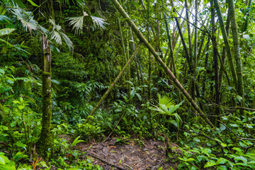 Green Amazon, natural forests and trails