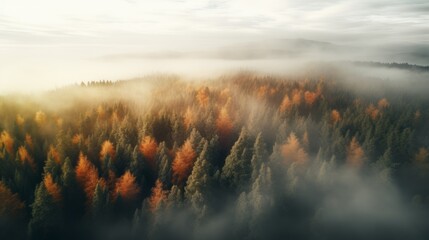 beautiful forest in the fog view from above