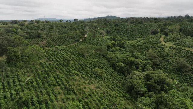 coffe crop in valley