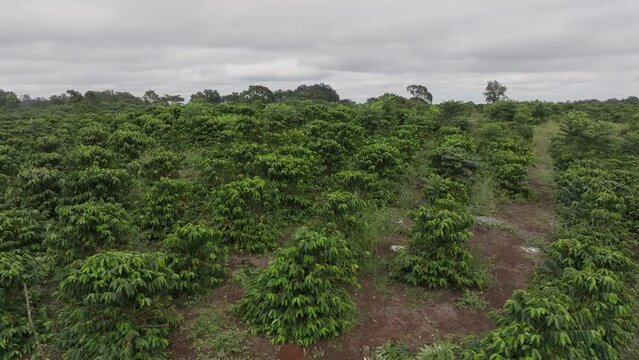 green coffe plantation