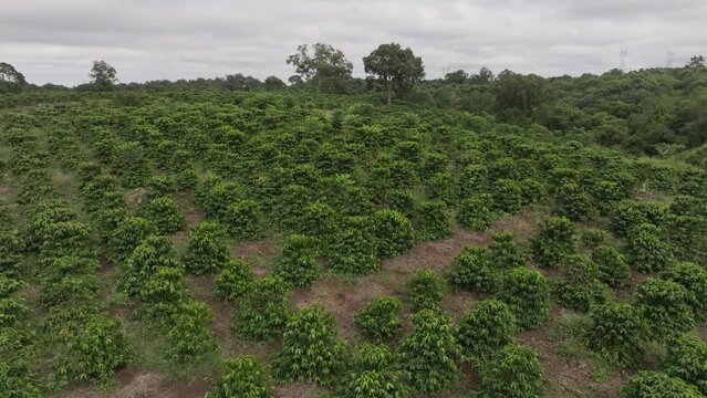 coffe plantation from sky