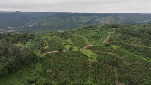 Coffe crop landscape