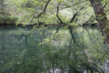 THE RIVER IS CARESSED BY THE TREE