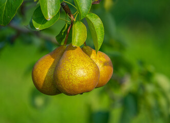 Two ripe pears hanging on a branch