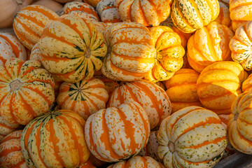 pumpkin harvest in pile in autumn season