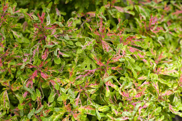 Painted nettle plant in the garden
