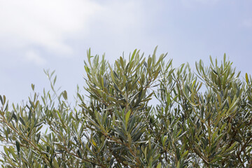 Olive tree with blue sky
