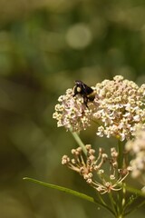 bee in the buckwheat