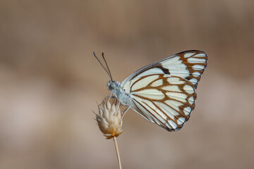 large white migratory butterfly, Brown-veined White, Belenois aurota