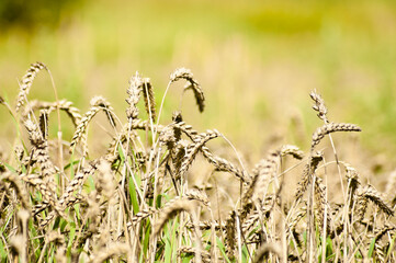 ears of grain crops close-up in summer