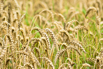 ears of grain crops close-up in summer