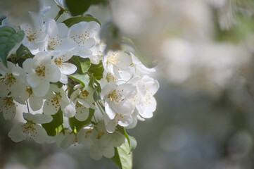 white flowers of a flowering tree in summer