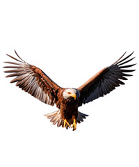 American Eagle is flying gracefully on a transparent background. - obrazy, fototapety, plakaty
