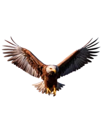 Zelfklevend Fotobehang American Eagle is flying gracefully on a transparent background. © design
