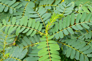  Green leaves of sesbania grandiflora tree