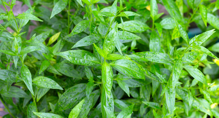 Andrographis paniculata plant in the garden