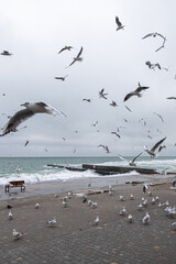 Seagulls flying by the seaside on a cold winter day.