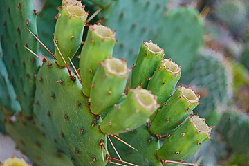 kaktus OPUNTIA macrorhiza