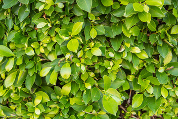 green wall close-up.Background for a screensaver with a place 