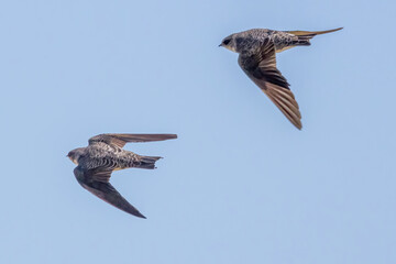 青空を背景に飛翔するショウドウツバメ