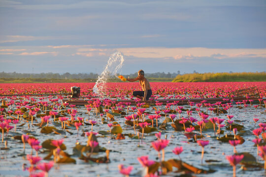 Man sailing through pink water lily flowers in a fishing boat, Red Lotus Sea (Talay Bua Daeng), Udon Thani, Thailand