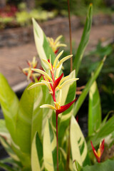 Heliconia psittacorum variegated in the garden