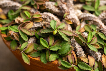 Euphorbia decaryi plant in a pot