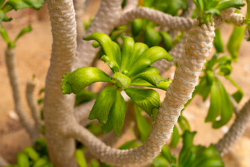 Euphorbia poissonii plant in the garden