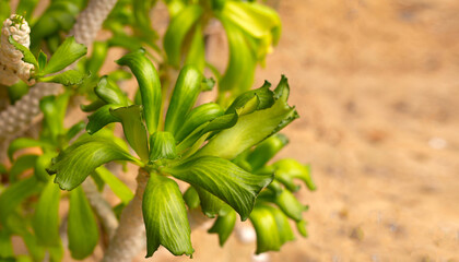 Euphorbia poissonii plant in the garden