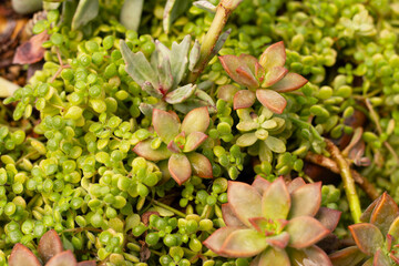 Beautiful succulent in a pot