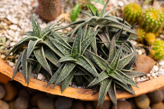 Gasteraloe doreen in a pot