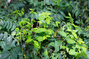 Green leaves of sauropus androgynus