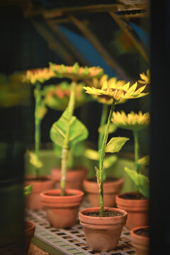 Rows of model Sunflowers in a dolls house