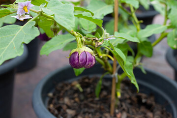 Purple eggplant hanging on tree