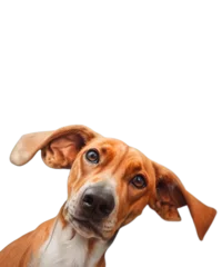  Cute playful doggy or pet is playing and looking happy isolated on transparent background. Brown weimaraner young dog is posing. Cute, happy crazy dog headshot smiling on transparent, png © design