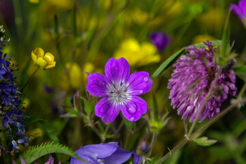 Fototapeta premium purple flowers in the garden
