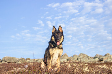 german shepherd dog