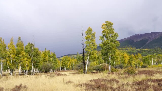 Fall in Hart Prairie of Northern Arizona, Flagstaff, America, USA.