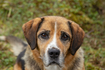 portrait of a dog