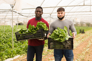 Confident partners farmers holding boxes with fresh green chard at farm greenhouse. Concept of rich harvest and successful cooperation