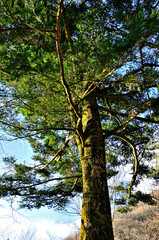 丹沢山地の菰釣山　モミの木
