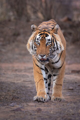 Fototapeta premium Portrait of a male tiger walking on a safari track at Ranthambore National Park, Rajasthan, India 