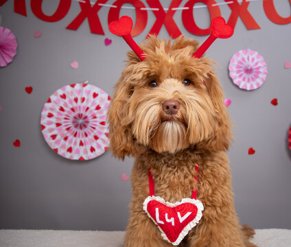 Miniature golden doodle wearing a heart shaped necklace with the word LUV