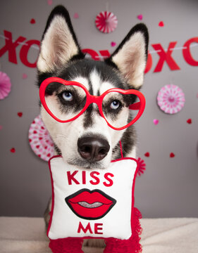 Siberian Husky wearing a pair of heart shaped novelty glasses and a kiss me necklace