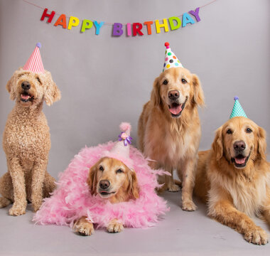 Golden retrievers and a labradoodle sitting under a Happy Birthday banner wearing party hats